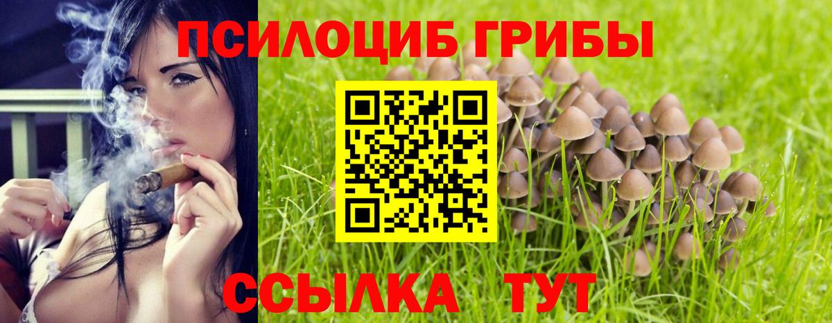 Псилоцибиновые грибы Cubensis Новозыбков