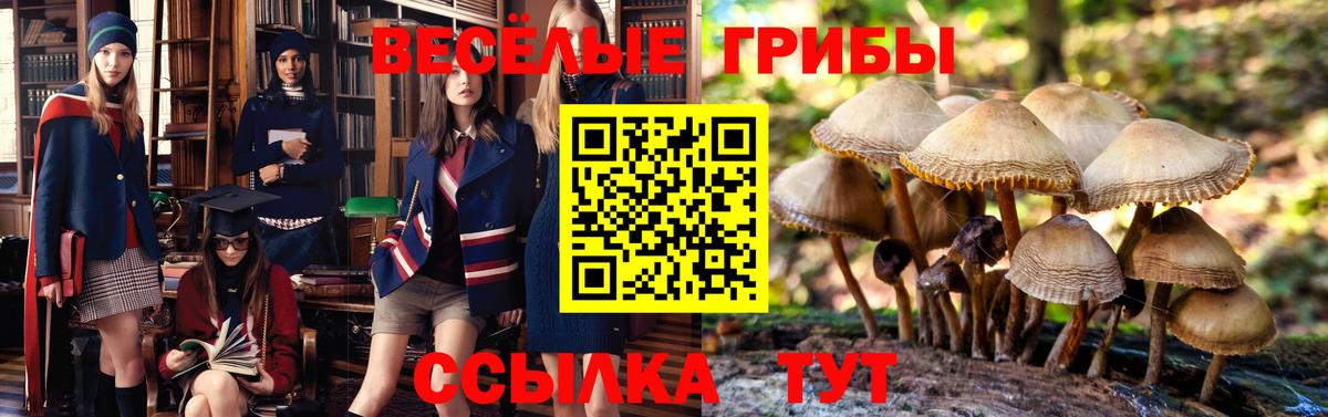 Галлюциногенные грибы Psilocybine cubensis  Псилоцибиновые грибы ЛСД  Вход с VPN  Новозыбков 